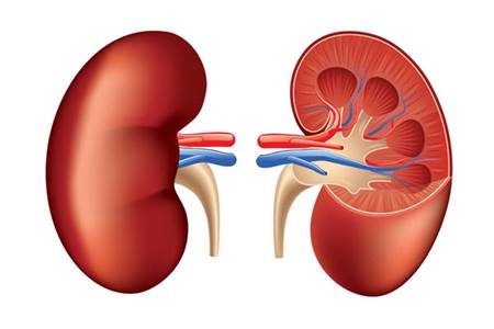 Kidney image