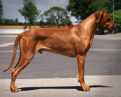 diego Rhodesian Ridgeback diego Rhodesian Ridgeback