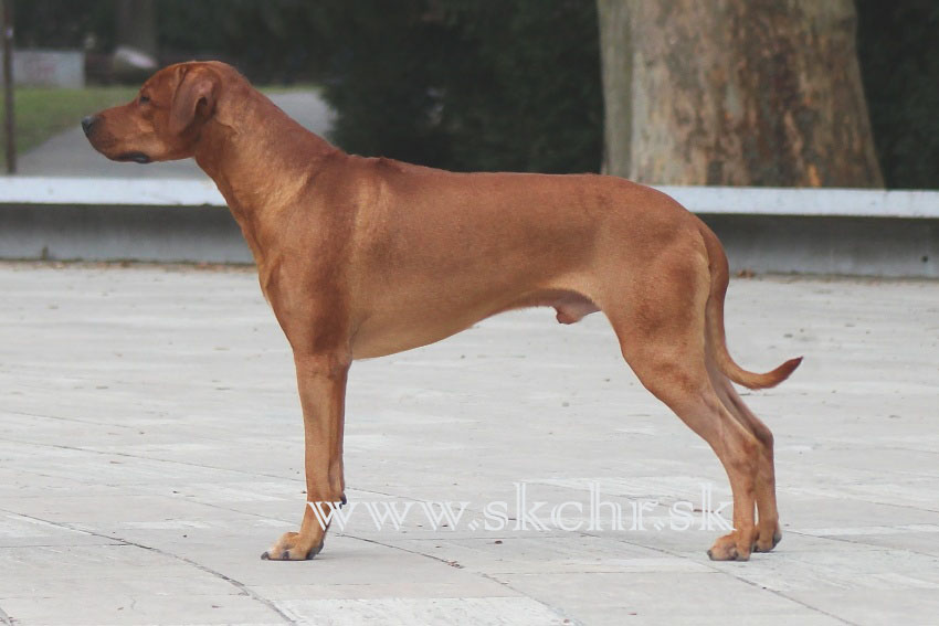 haker rudy urok