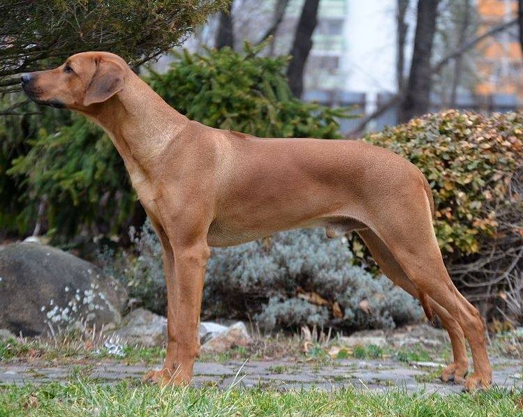 zita