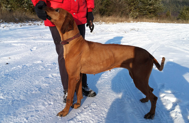 Rhodesian ridgeback dina1164